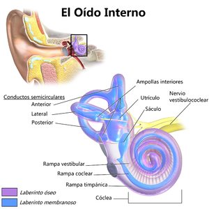 Resultado de imagen para oido interno